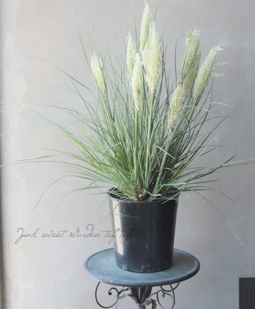 グラス植物】 超ミニ パンパスグラス 『タイニーパンパ