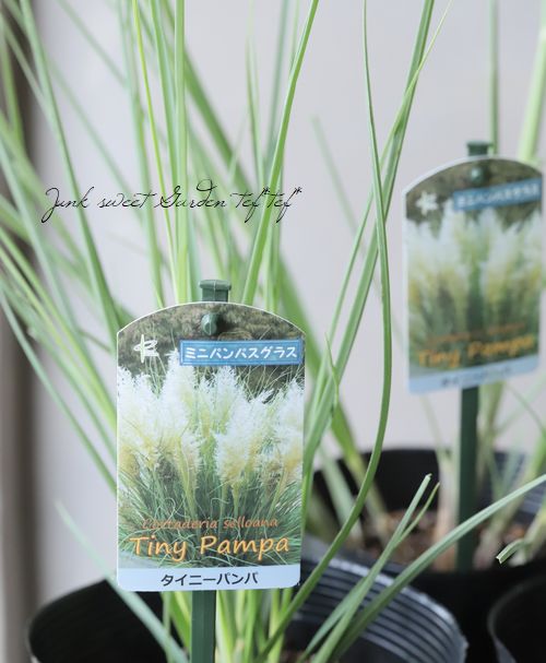 グラス植物 超ミニ パンパスグラス タイニーパンパ コンパクト品種 すべての商品 Junk Sweet Garden Tef Tef