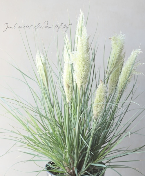 Fluffy　パンパスグラス グラス植物】 超ミニ パンパスグラス 『タイニーパンパ