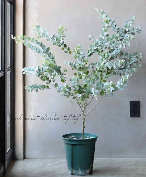 銀葉パールアカシア ポダリリーフォリア 剪定済み すべての商品 Junk Sweet Garden Tef Tef