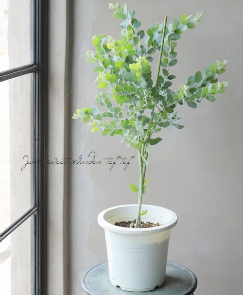 ���եѡ��륢���������إݥ���꡼�ե��ꥢ�� ������Ѥߡ�