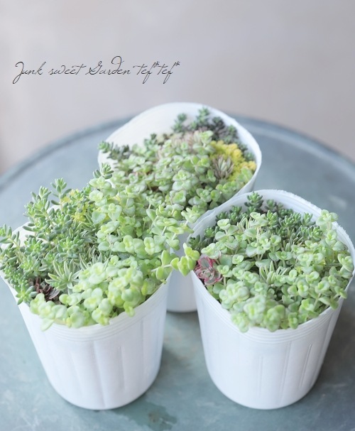 多肉植物 セダムの寄せ植え Bタイプ すべての商品 Junk Sweet Garden Tef Tef
