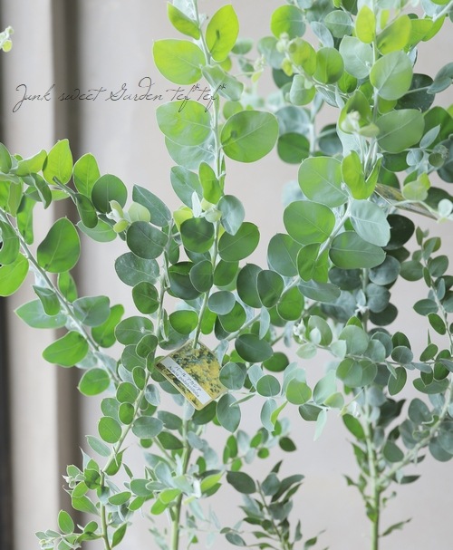 ���եѡ��륢���������إݥ���꡼�ե��ꥢ�� ������Ѥߡ�