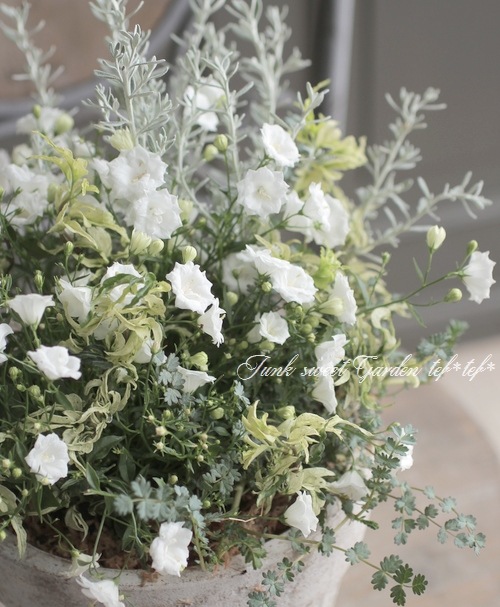 tef*tef*�󤻿��� 2017 * no.19 *���إ���ѥ˥���