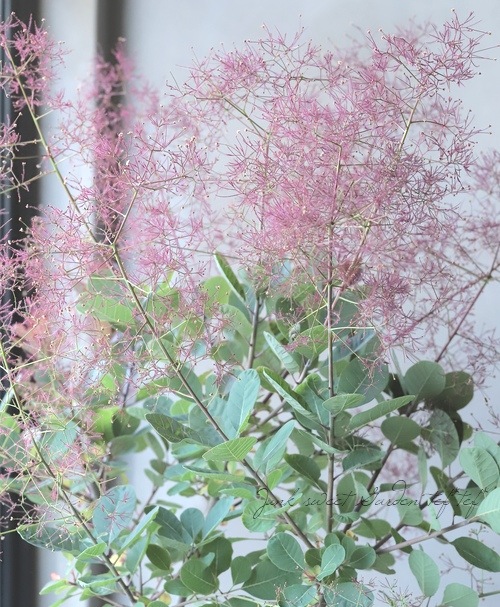 スモークツリー 『パープルファー』 【130】2022 | すべての商品