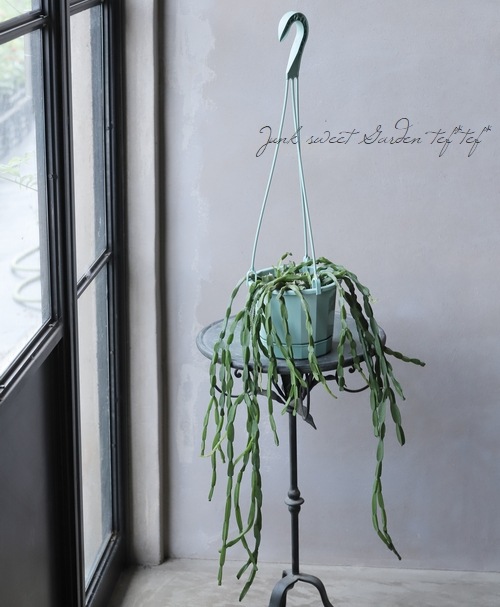 観葉植物】 リプサリス 『パラドクサ』 | すべての商品 | | Junk sweet