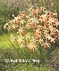ڵ庬 ѥ˥顼إ١庬5