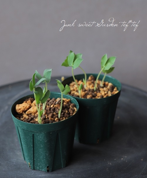 希少種オキザリス アデノデス すべての商品 Junk Sweet Garden Tef Tef