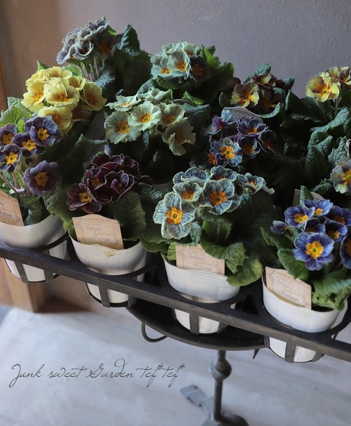 �ھ�����ݥ��ꥸ�ʥ�� �ץ��顡�إ���ƥ������ޥꥢ������� ��A��