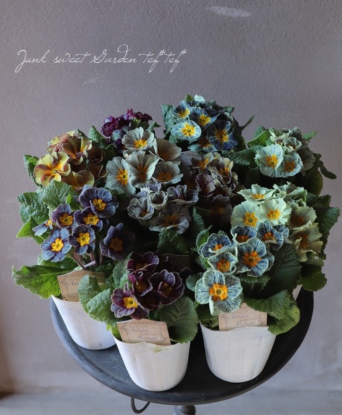 �ھ�����ݥ��ꥸ�ʥ�� �ץ��顡�إ���ƥ������ޥꥢ������� ��A��