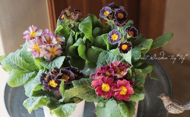 �ھ�����ݥ��ꥸ�ʥ�� �ץ��顡�إ���ƥ������ޥꥢ������� ��A��