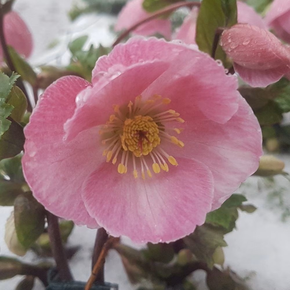 クリスマスローズ・ピンクニゲル 『バーブームシフラ』 メリクロン苗