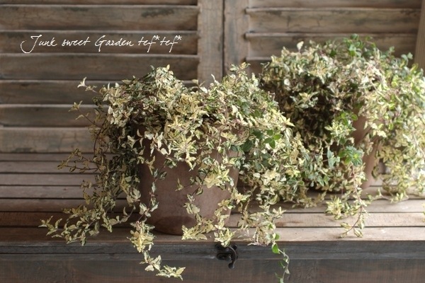 ٥˥ إߥåե֥롼ȡ١