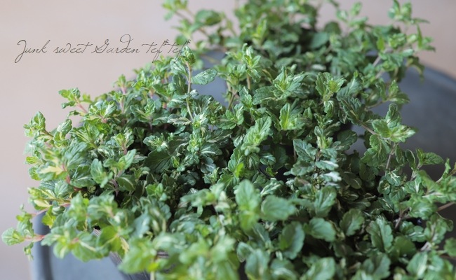 ٥˥ إߥåե֥롼ȡ١