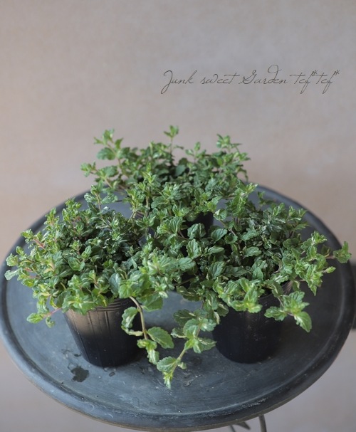 ٥˥ إߥåե֥롼ȡ١