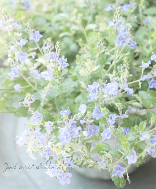 ٥˥ إߥåե֥롼ȡ١