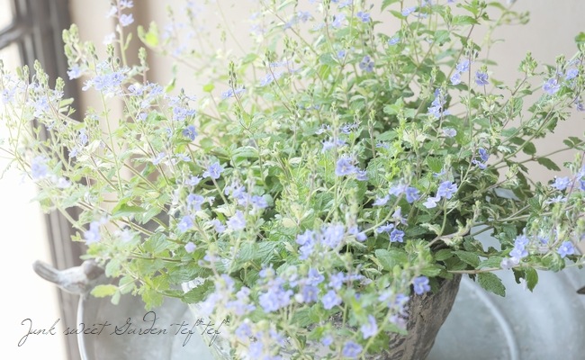 ٥˥ إߥåե֥롼ȡ١