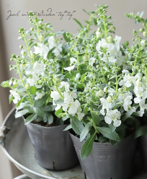 アンゲロニア 『スノーボール』 センセーションシリーズ | すべての