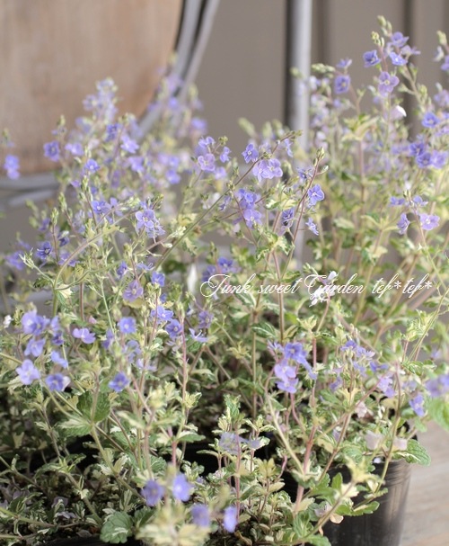 ٥˥ إߥåե֥롼ȡ١