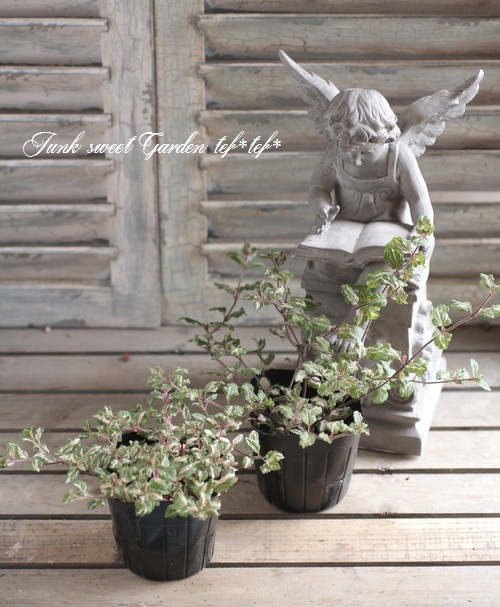 ٥˥ إߥåե֥롼ȡ١