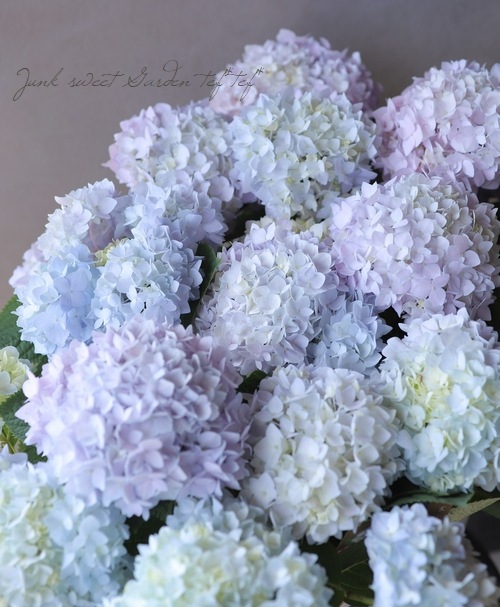 四季咲き 紫陽花 霧島の恵 キリシマノメグミ すべての商品 Junk Sweet Garden Tef Tef