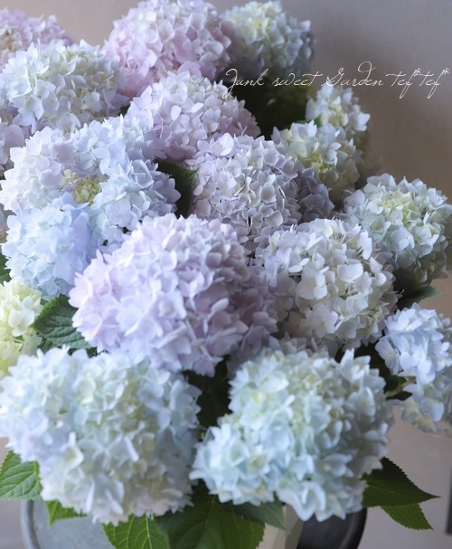 四季咲き 紫陽花 霧島の恵 キリシマノメグミ すべての商品 Junk Sweet Garden Tef Tef