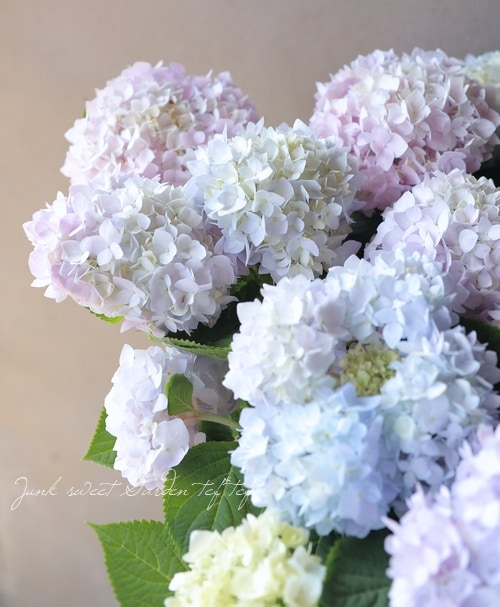 四季咲き 紫陽花 霧島の恵 キリシマノメグミ すべての商品 Junk Sweet Garden Tef Tef 四季咲き 紫陽花 霧島の恵 キリシマノメグミ すべての商品 Junk Sweet Garden Tef Tef