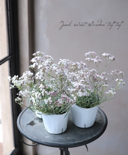 かすみ草　＊フェアリー＊　サイズmix かすみ草 ＊フェアリー＊ サイズmix かすみ草 ＊フェアリー＊ サイズ