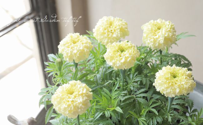 アフリカンマリーゴールド 『ホワイトゴールドMAX』 | すべての