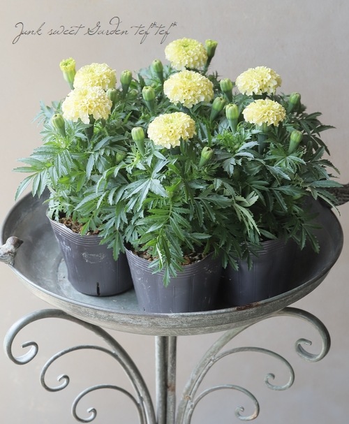 アフリカンマリーゴールド 『ホワイトゴールドMAX』 | すべての商品