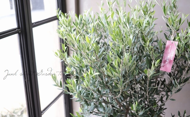 オリーブ 『コロネイキ』 No.B | すべての商品 | | Junk sweet Garden