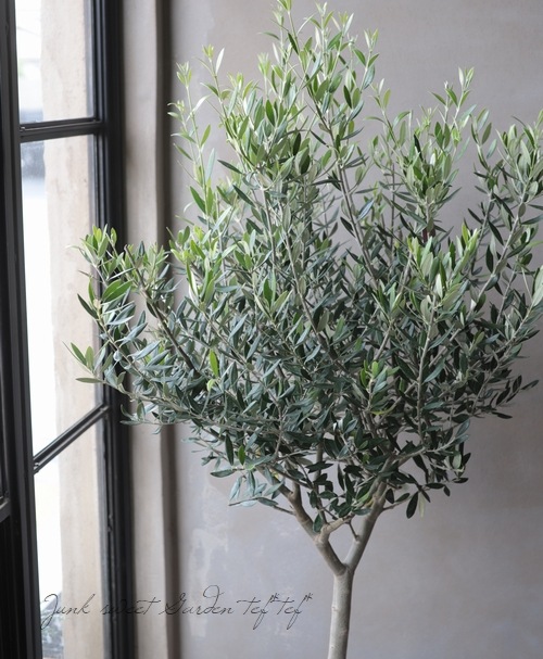 オリーブの木　コロネイキ　8号　約100cm　NO.571　一点物 オリーブの木 コロネイキ 8号 約100cm NO.571 一点物 オリーブの