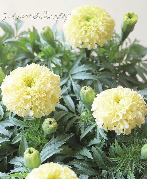 アフリカンマリーゴールド 『ホワイトゴールドMAX』 | すべての