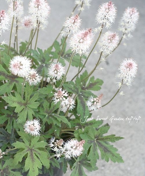 ティアラスプリングシンフォニー 楽天市場】ティアレラ 'スプリング シンフォニー' : おぎはら植物園