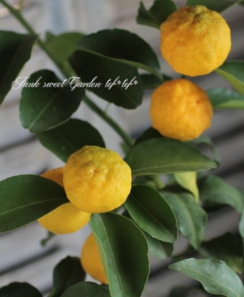 家庭菜園・果樹】 花柚子 『一才柚子』 鉢で育てられる♪ | すべての