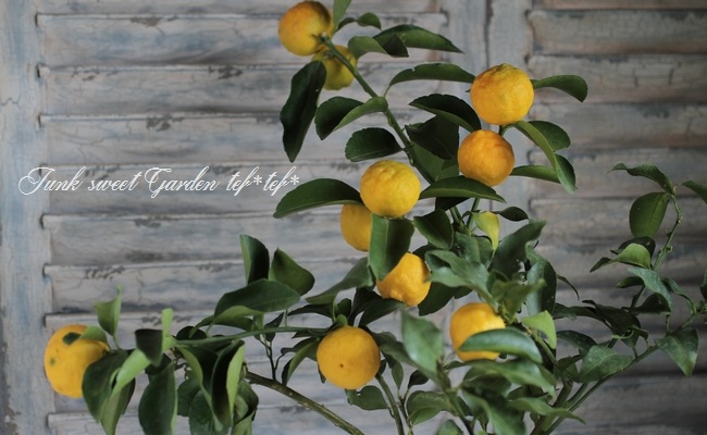 家庭菜園・果樹】 花柚子 『一才柚子』 鉢で育てられる♪ | すべての