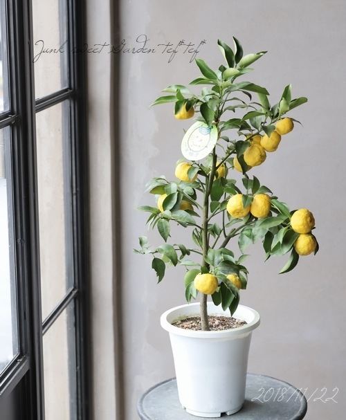 ユズ（柚子）：花柚（ハナユ）6号鉢植え[実付き予定株] の通販