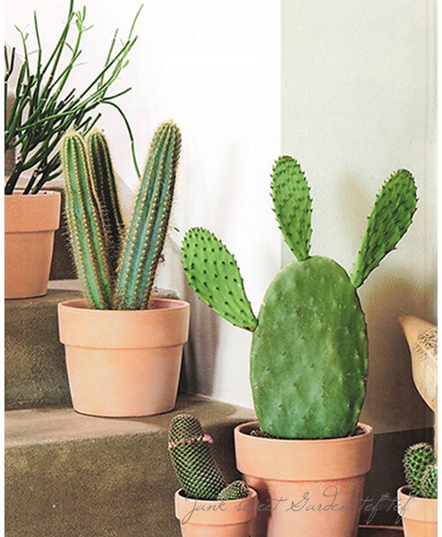 ڻߡۥץ졼ץ󥿡ץM