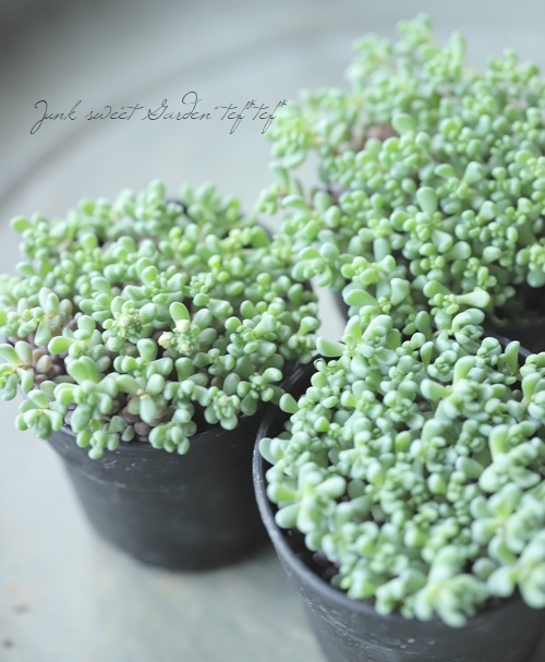 多肉植物】 セダム 『ダシフィルム・パープルヘイズ』 | すべての商品