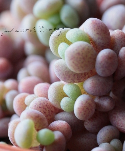 【現品　根付】セダム「パープルヘイズ」粒が数個必ず取れます　お花も終わり つぶつぶ極小セダム「パープルヘイズ」を育てる | 山梨で多肉