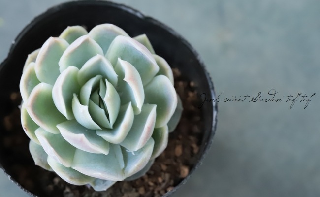 ��¿����ʪ�� �ط�ơ١������٥ꥢ°�����Ȥ����꡼��