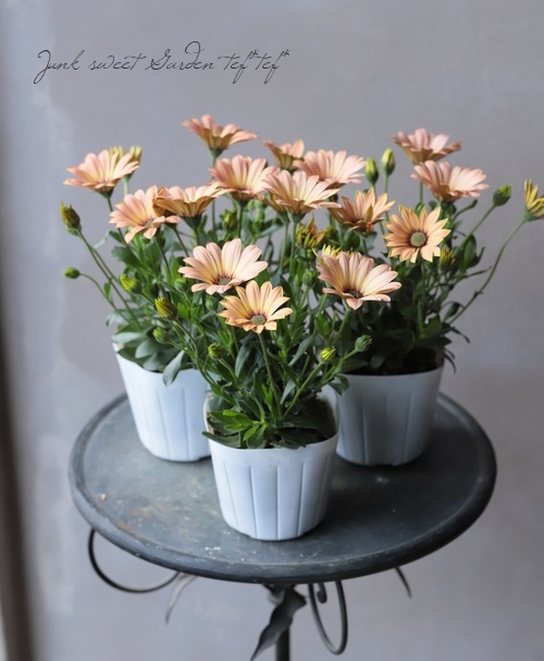 オステオパシックメディスン 第3版 アンシルク®・3 ハイソックス（つま先なし）｜商品情報（医療関係者向け）