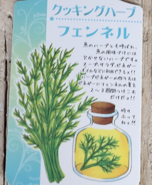 家庭菜園】 ハーブ 『フェンネル』 | すべての商品 | | Junk sweet