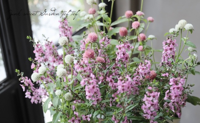 市場 花苗 ラスベガス ナチュラルガーデン 千日紅 ホワイト 耐暑性 パープル 混色 ドライフラワー わい性 ピンク センニチコウ 3 5号ポット