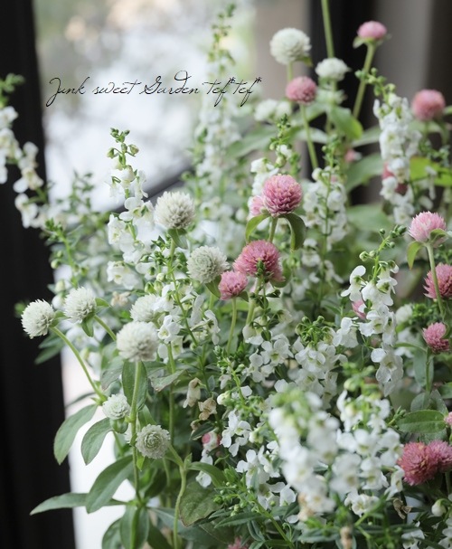 千日紅 センニチコウ ラスベガス ホワイト サーモンピンク Mix植え すべての商品 Junk Sweet Garden Tef Tef 千日紅 センニチコウ ラスベガス ホワイト サーモンピンク Mix植え すべての商品 Junk Sweet Garden Tef Tef
