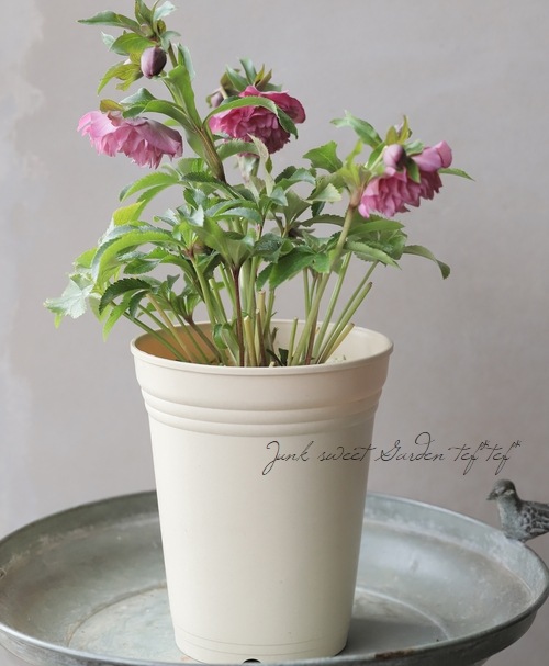 ㉖-235クリスマスローズ クリスマスローズ 『川久保交配・超多弁ダブル』 2025【No.40