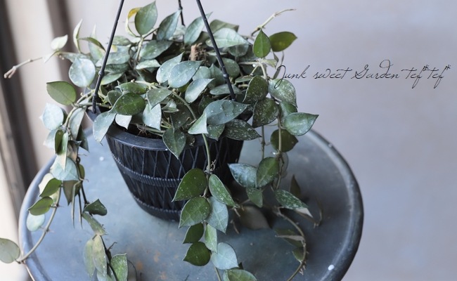 �ڴ��տ�ʪ�ۥۥ䡡�إ������ȥ�ꥢ -Australia-�١���F��