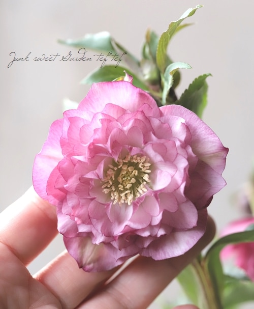 ローズ クリスマスローズ 『川久保交配・超多弁ダブル』 2025【No.40