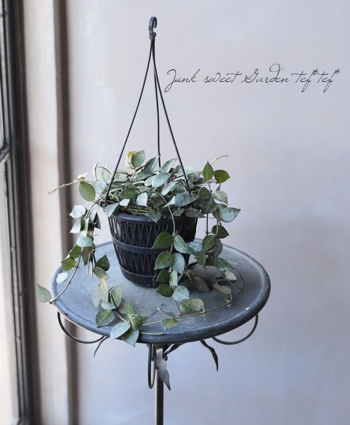 �ڴ��տ�ʪ�ۥۥ䡡�إ������ȥ�ꥢ -Australia-�١���F��