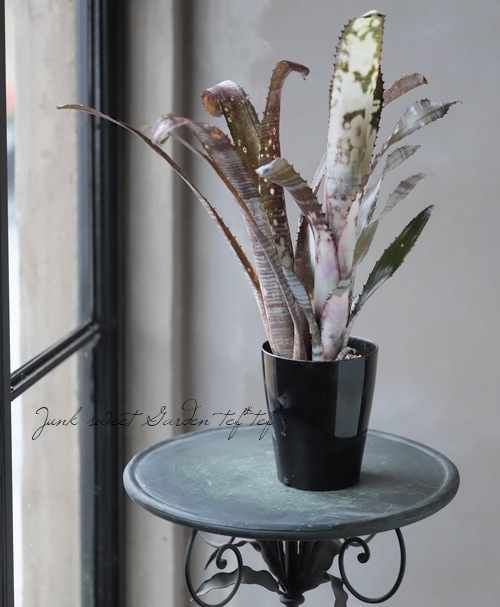 タンクブロメリア・ビルベルギア 『パイプライン』 | すべての商品